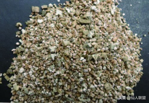 石食者THESTONEEATERS六