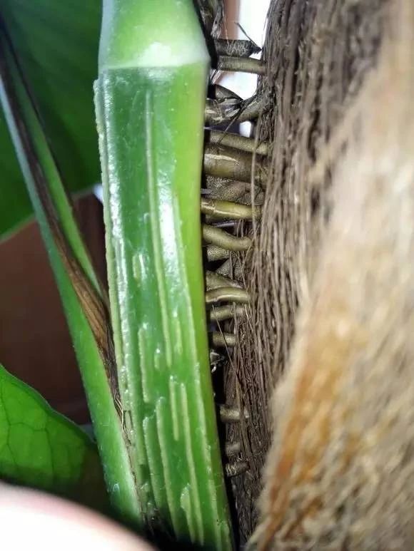 绿萝喜阴还是喜阳光好养些,绿萝喜阳还是喜阴喜干还是喜湿