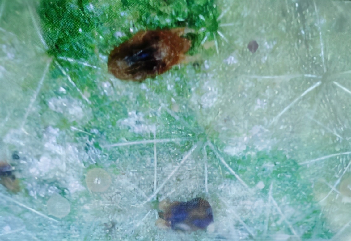 二斑叶螨有效防治办法,二斑叶螨最有效防治方法