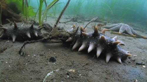 大连长海县海鲜自助,长海县海鲜预订
