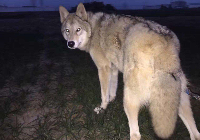 主人听见狗叫后推窗,却看见院中竟有两匹狼,报警后才知其身份