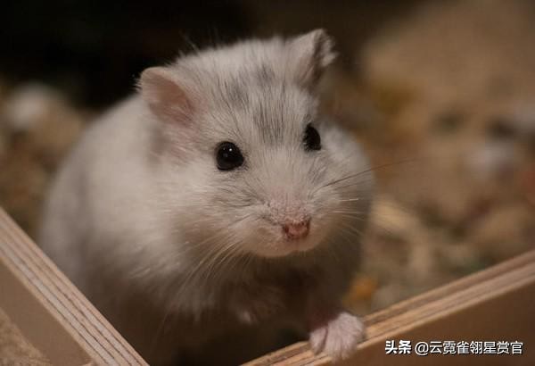 新手最推荐的仓鼠是什么,仓鼠类型推荐