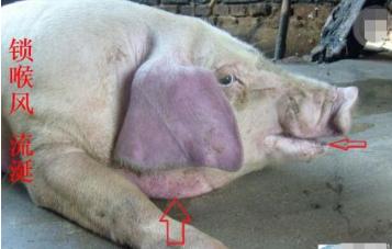 巴氏杆菌病引起的三种传染病,人感染巴氏杆菌病