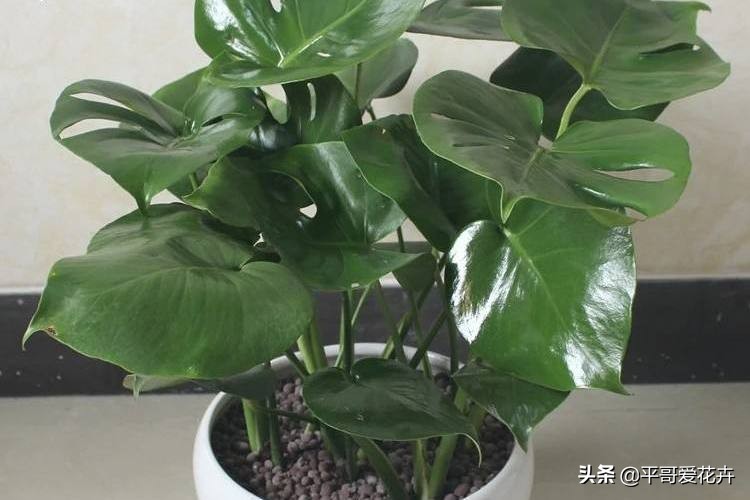 龟背竹叶片发黑是什么原因,龟背竹叶片发黄解决方法