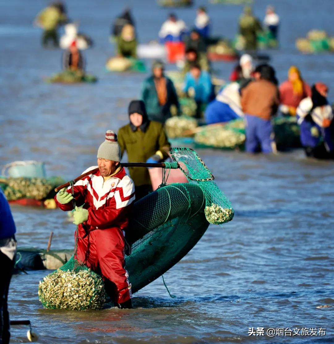 冬天蓬莱好吃的,鲜美蓬莱