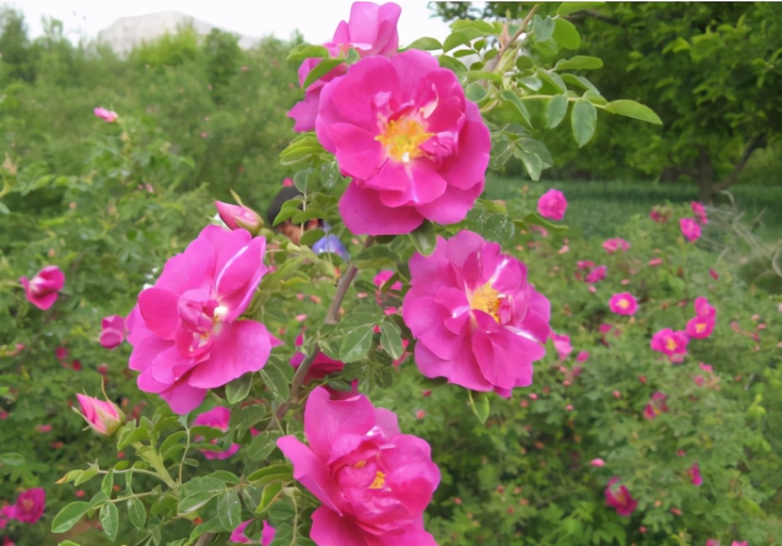 李子柒的院子都种的啥,李子柒推荐的三种花