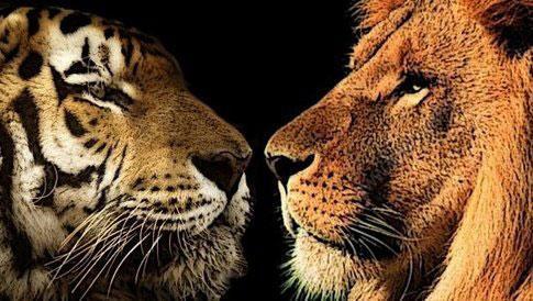 狮虎和百兽之王哪个厉害,狮虎大战真相