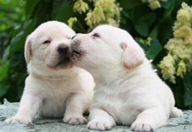 狗狗不停舔嘴巴舔鼻子,狗狗喜欢舔人的视频