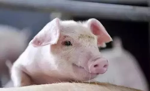 猪伪狂犬病个体治疗方法,猪伪狂犬病的四大症状和防治