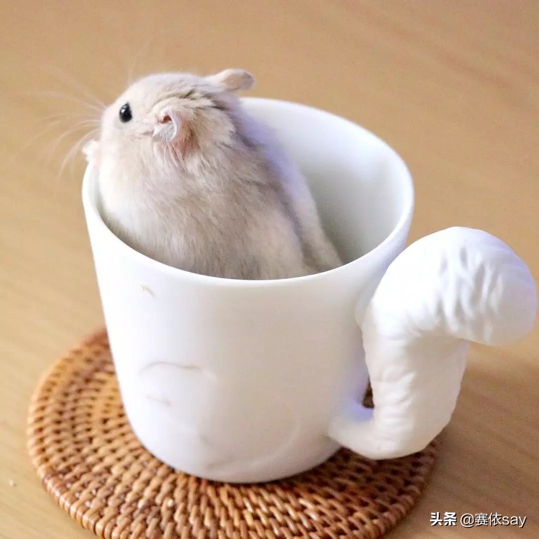 日本推主养了只小仓鼠，又团又圆的样子简直萌炸了！可爱到治愈！
