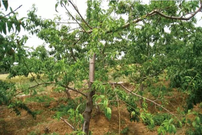 五步走防治果树根腐病