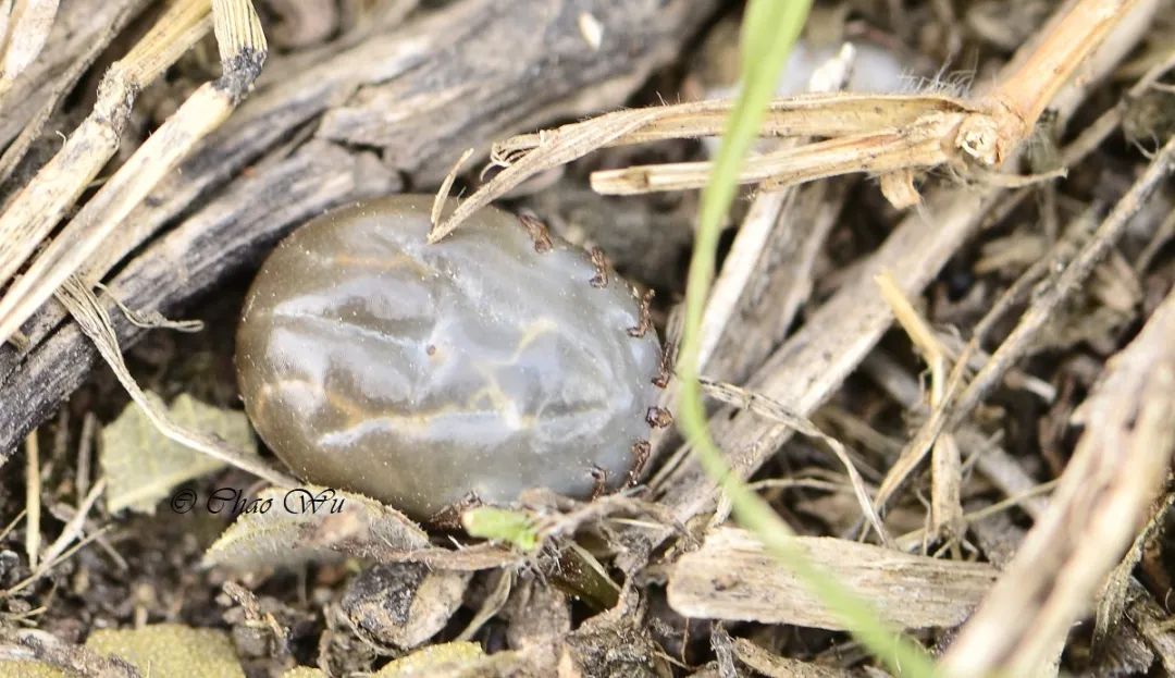 野外郊游怎样防蚊虫叮咬,夏季虫子叮咬科普视频