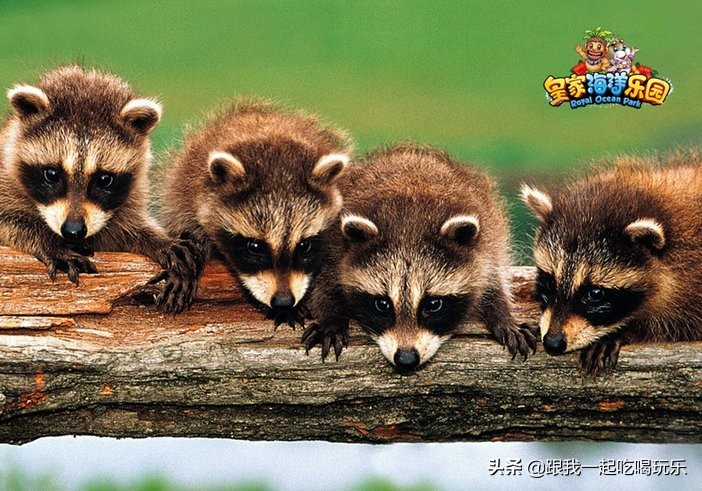 抚顺海洋馆外面有什么,沈阳和抚顺哪个海洋馆比较好