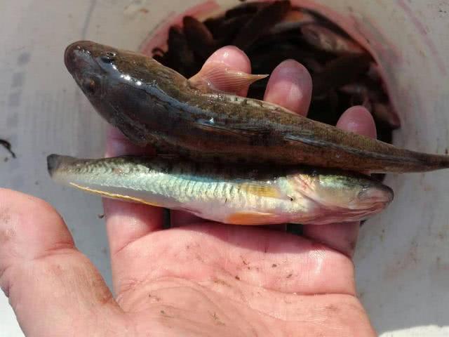 野钓各种鱼吃饵,新手野钓鱼食