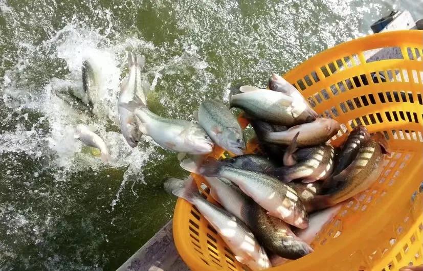 加州鲈苗为什么感染虹彩病毒,加州虹彩病毒如何治疗