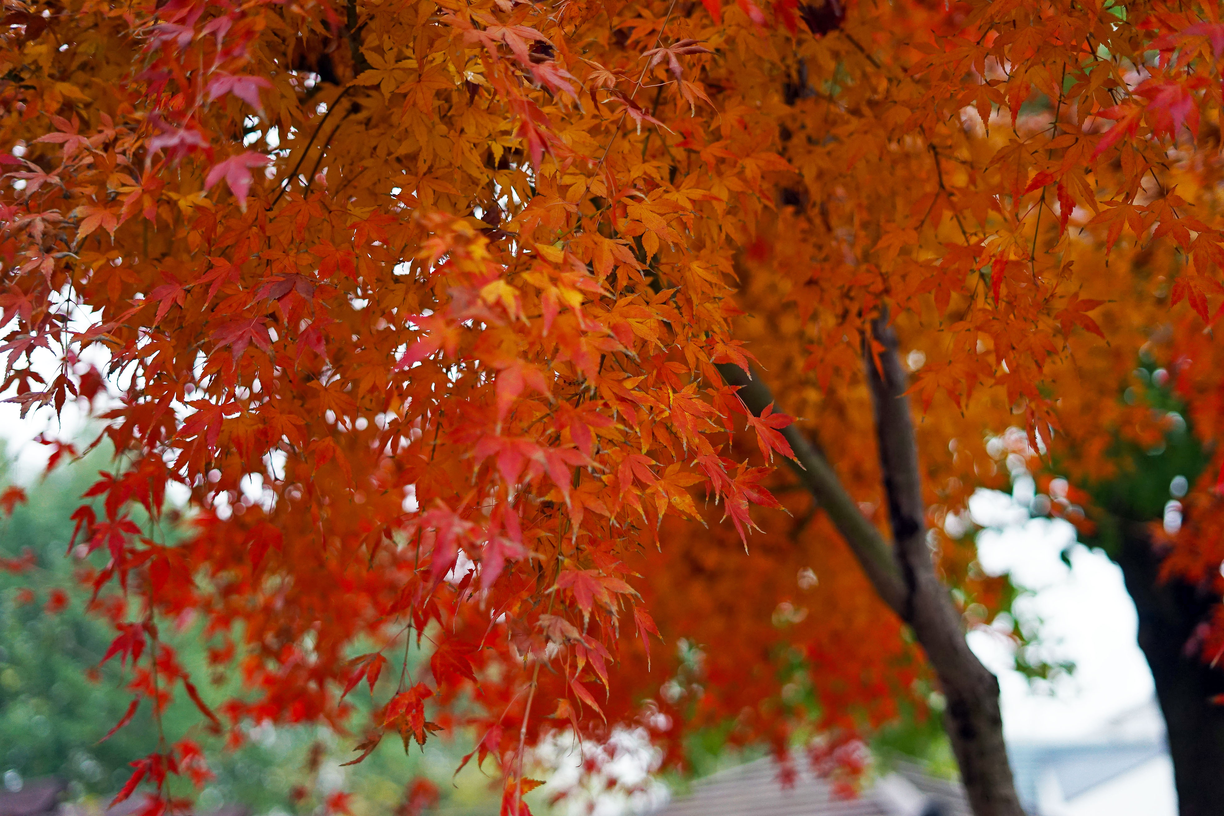 苏州是个温柔细腻且包容的城市,苏州是个温柔的地方