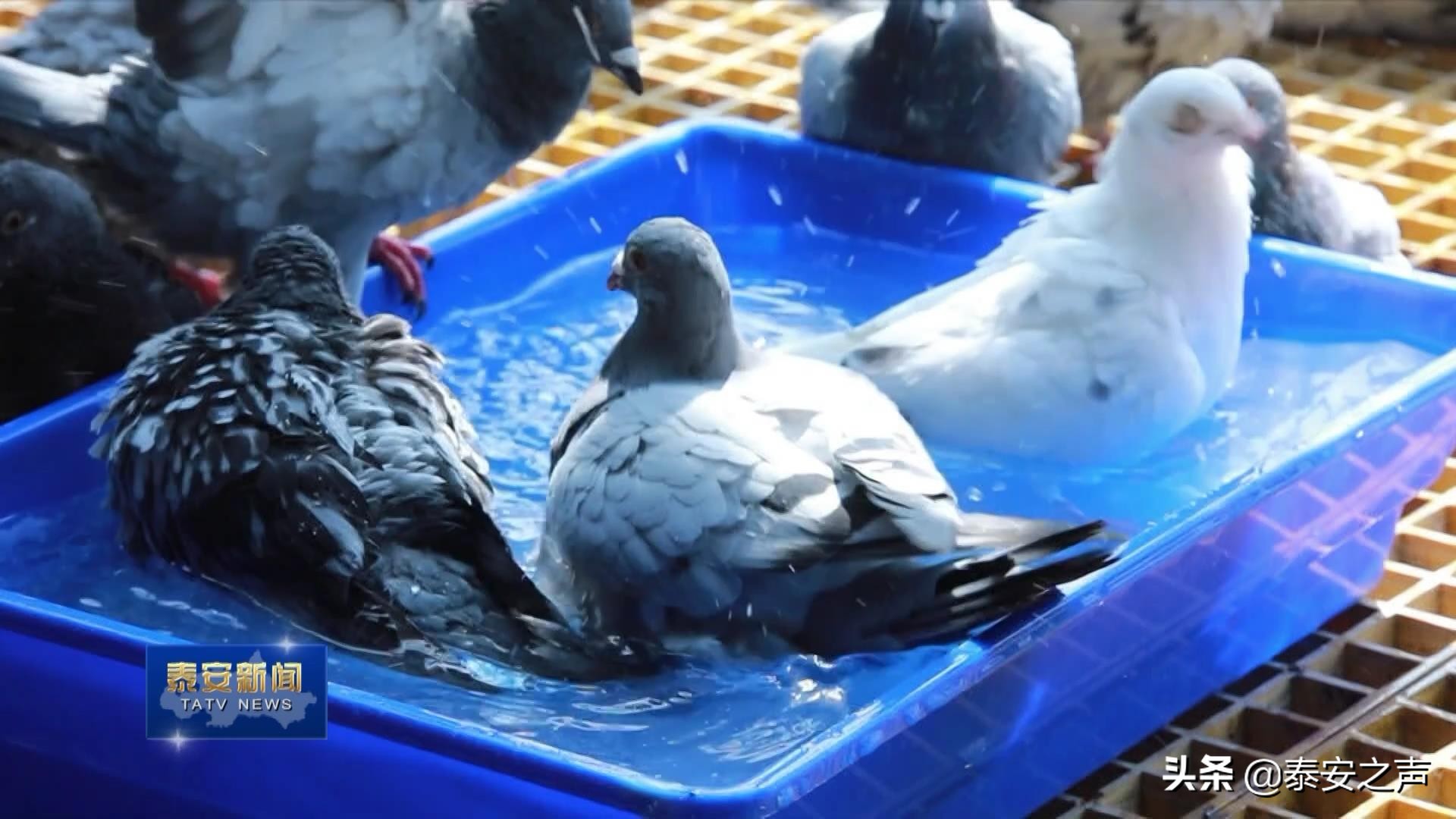 2020国际鸽联“洲际杯”国际公棚鸽王赛首家分站赛落户*安泰**