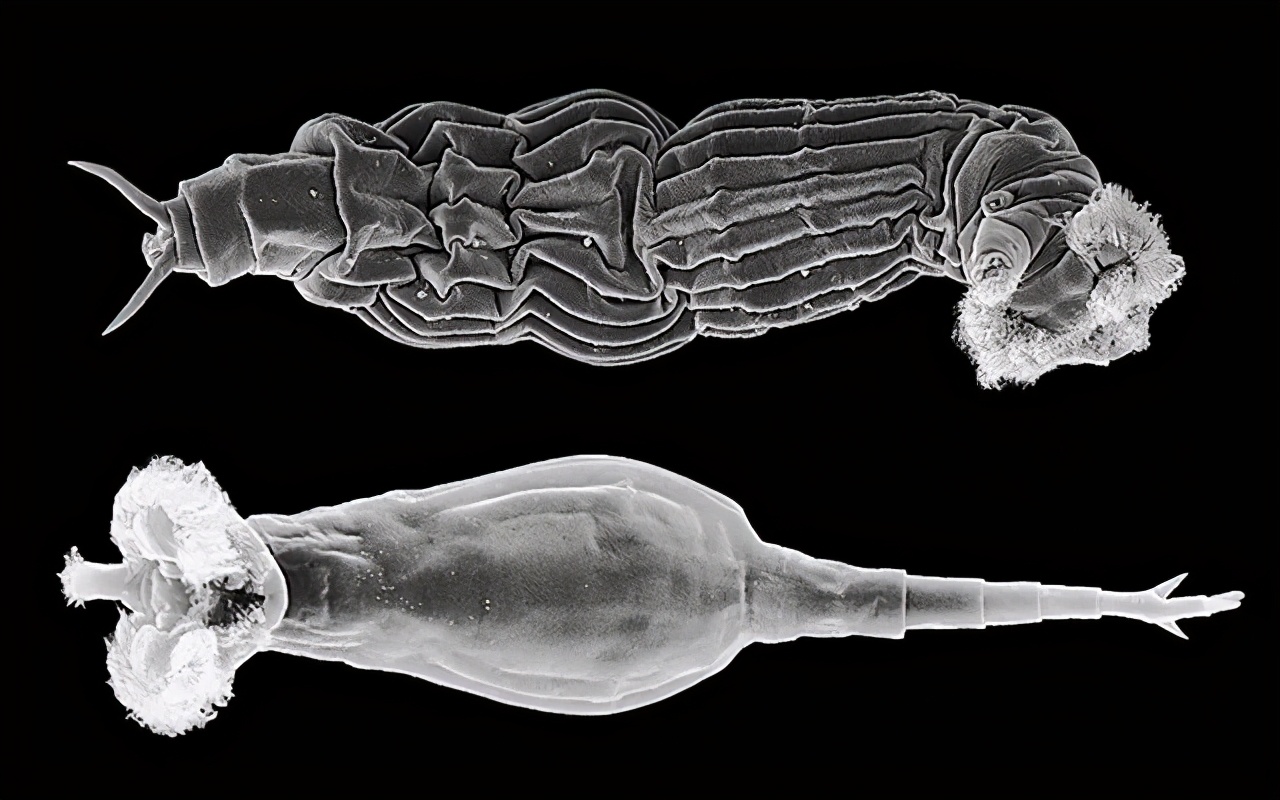 雌雄交配才叫性?不要被课本限制了想象力