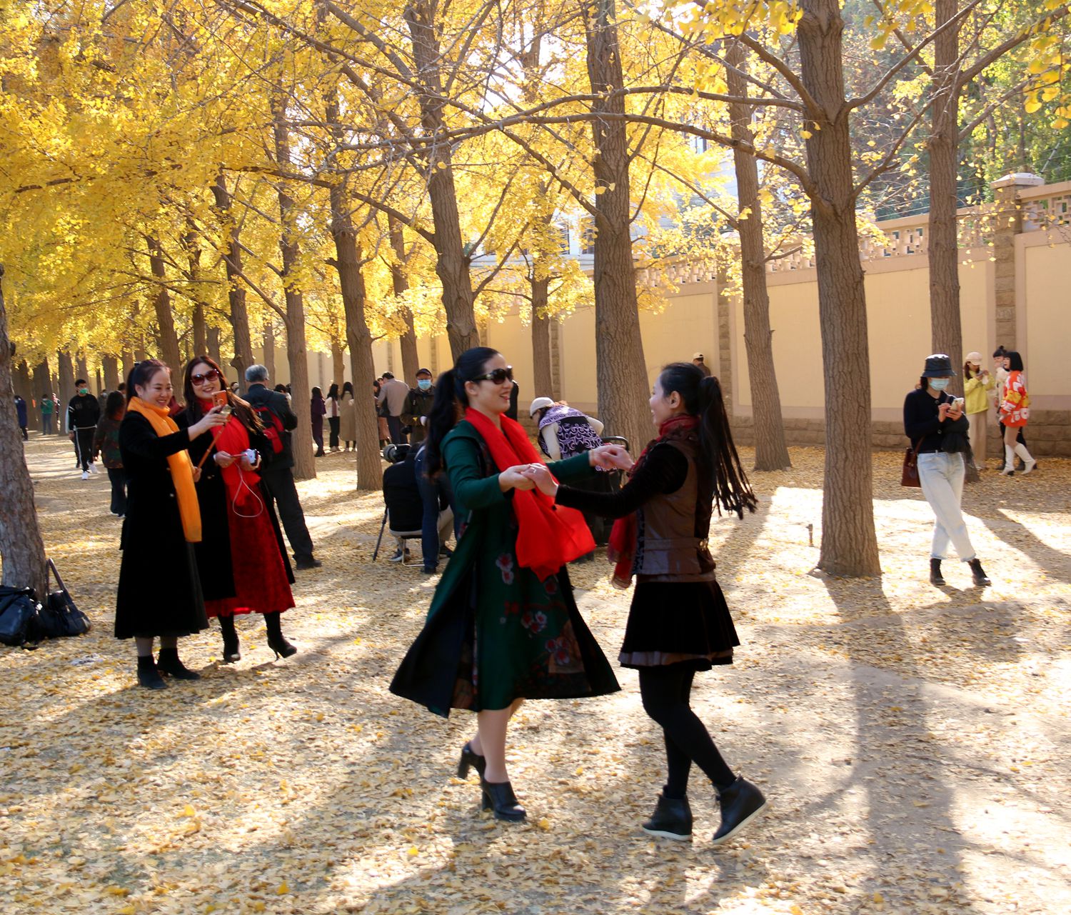 北京钓鱼台国宾馆银杏树大道,北京钓鱼台银杏大道图片