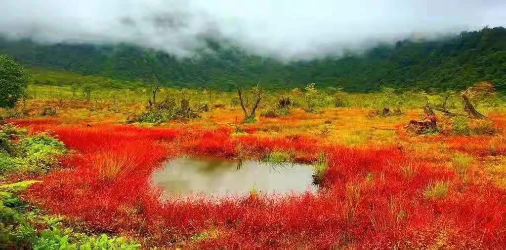 红了！黑竹沟迎来颜值巅峰，分分钟带你穿越五彩童话世界