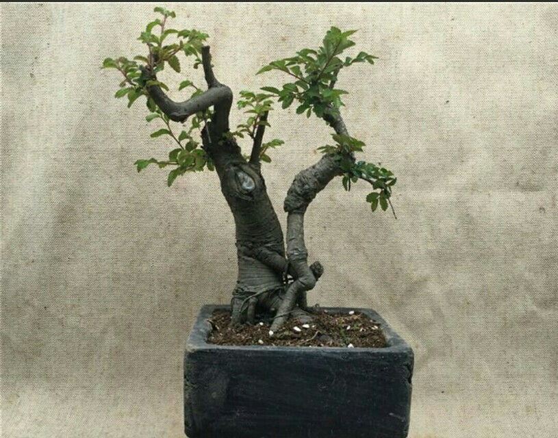 大型小叶榔榆上盆之前如何修剪,刚买的小叶榔榆上盆注意什么