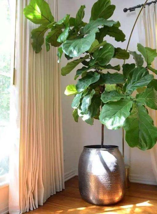 琴叶榕病有哪些症状,琴叶榕病用什么药