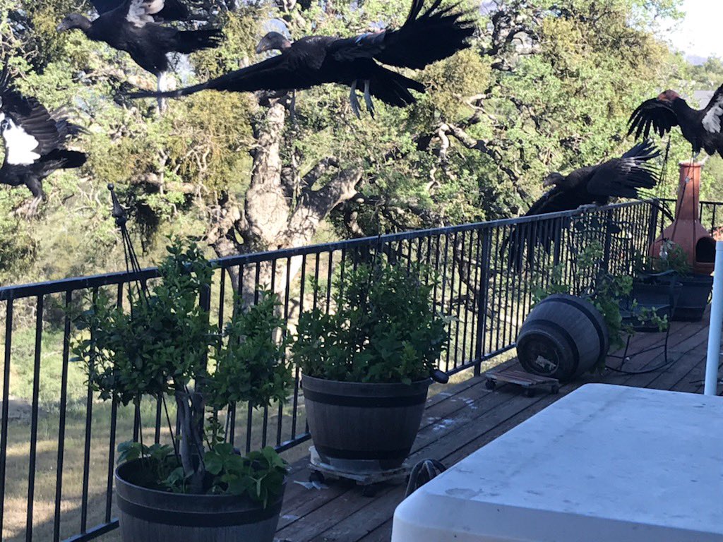 加州妇女发现一群神鹫闯进家门，一只就值10万美元，究竟咋回事？