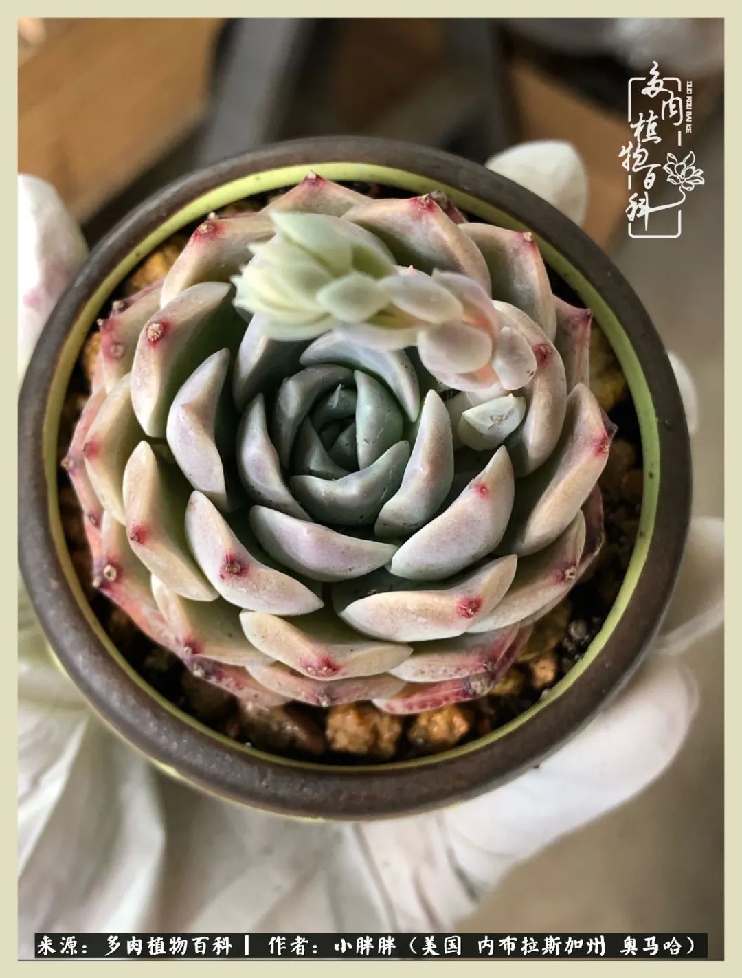 多肉小白入坑攻略,多肉中的鄙视链