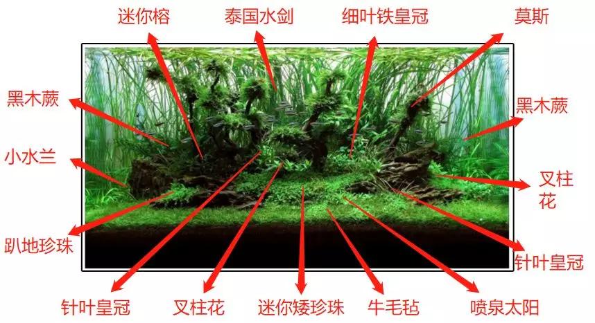 三角形构图水族造景,水族造景构图黄金比例