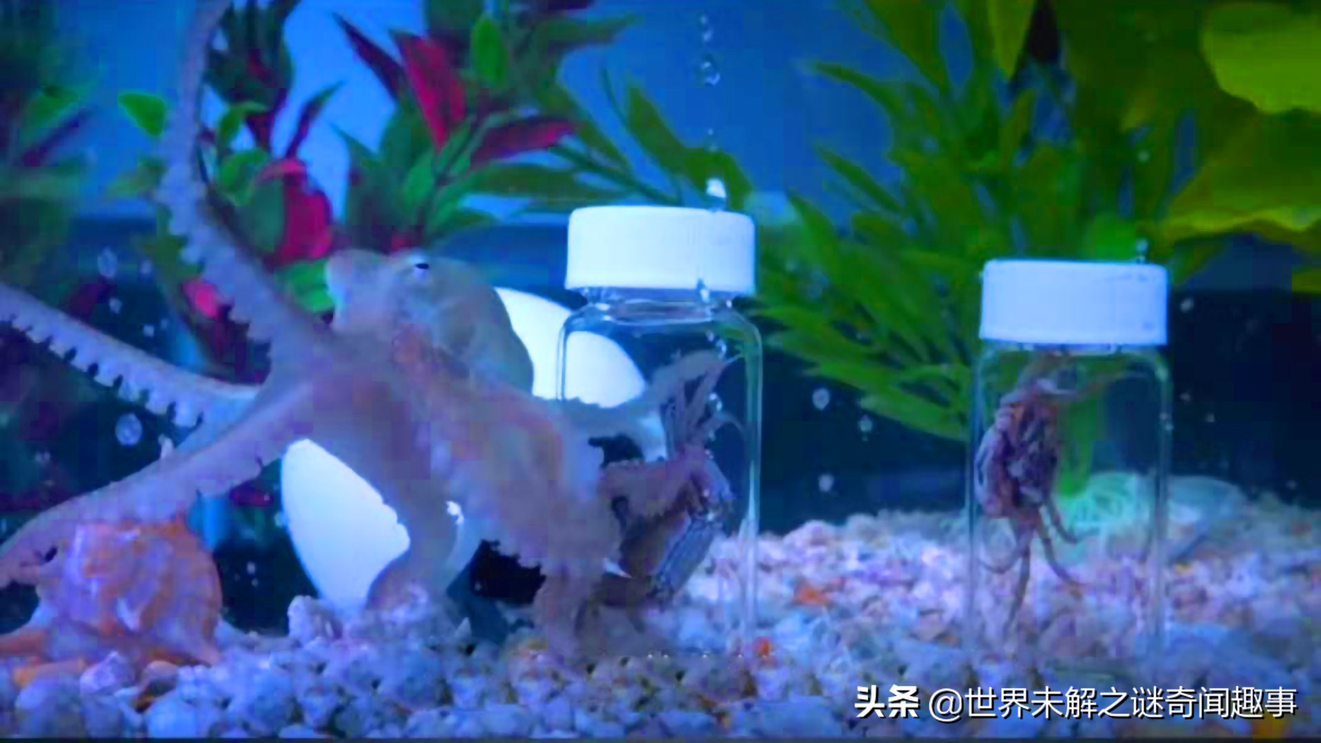 动物智商未来能超越人类吗,如果动物智商超过了人类会怎么样