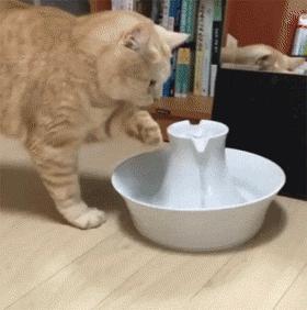 宠主平时怎样管理狗狗,宠主在哪个方面不能惯着狗