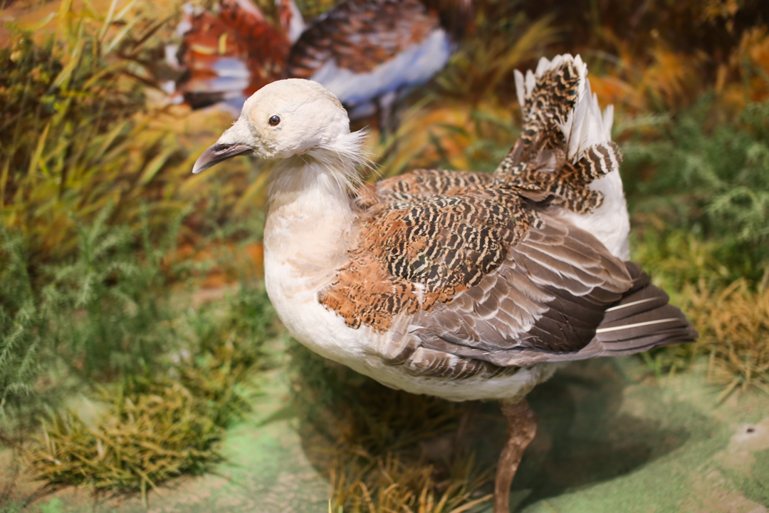 鸟类都会飞往南方过冬吗,鸟类全球迁徙