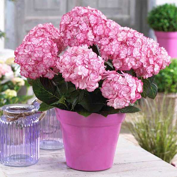 纱织小姐绣球属于哪种绣球,纱织小姐绣球和美杜莎绣球区别