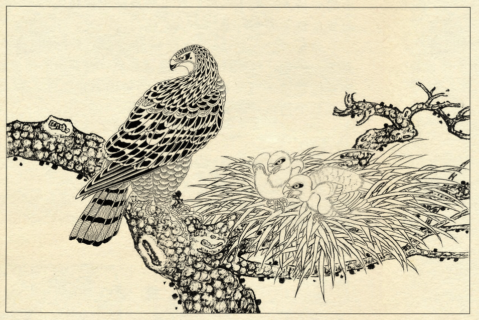 鹰的工笔底稿白描大图,白描鹰的画法图片