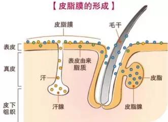 毛孔粗大可以永久缩小吗,毛孔粗大能缩小吗告诉你真相
