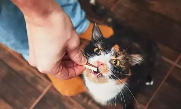 体外驱虫会导致猫咪死亡吗,体外驱虫是杀死蜱虫吗