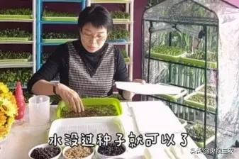 不用土就能发芽的种子,怎样自学无土种植芽苗菜