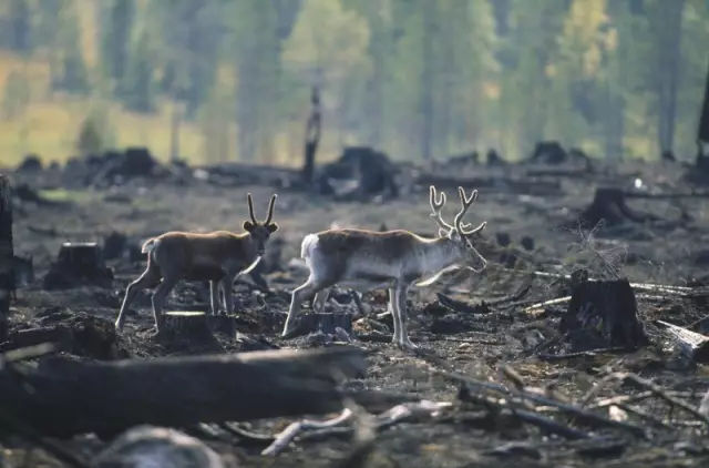 漂白纸与本色纸的区别,本色纸是什么颜色的纸