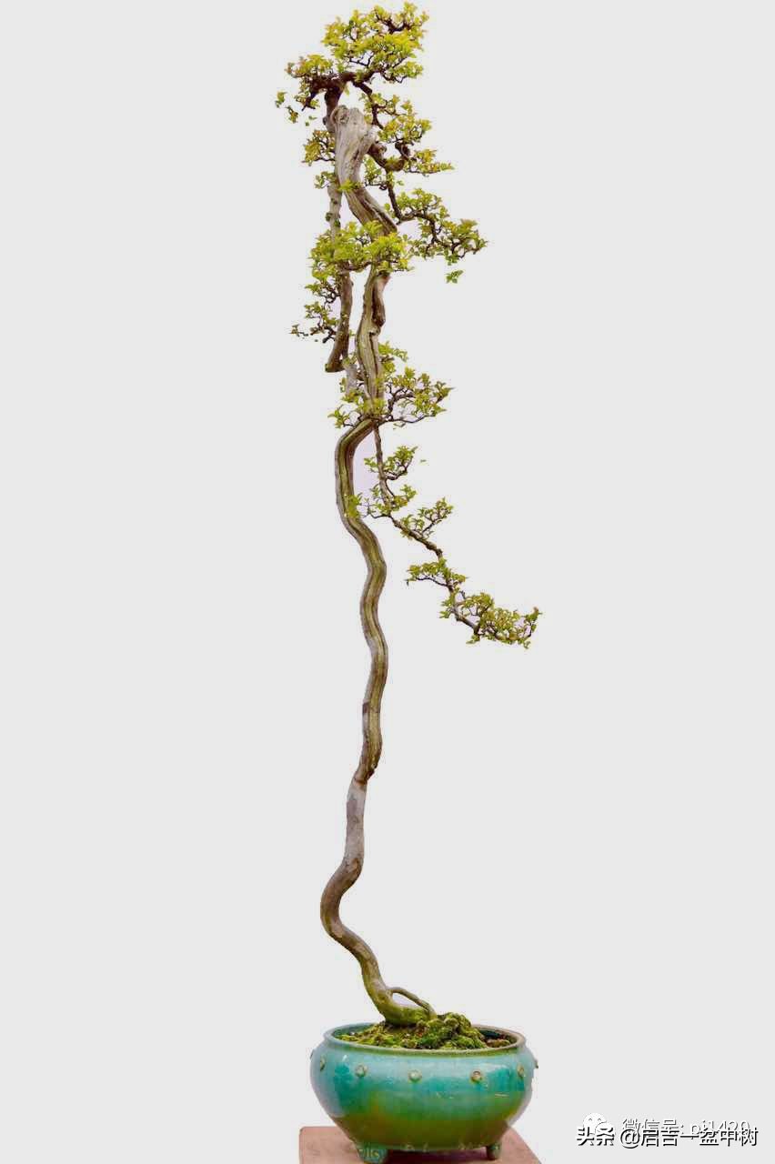 盆景跌价,盆景跌枝怎么解决