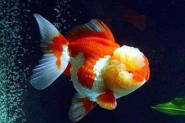 鱼缸很多气泡能养鱼吗,新开缸鱼缸有腥味