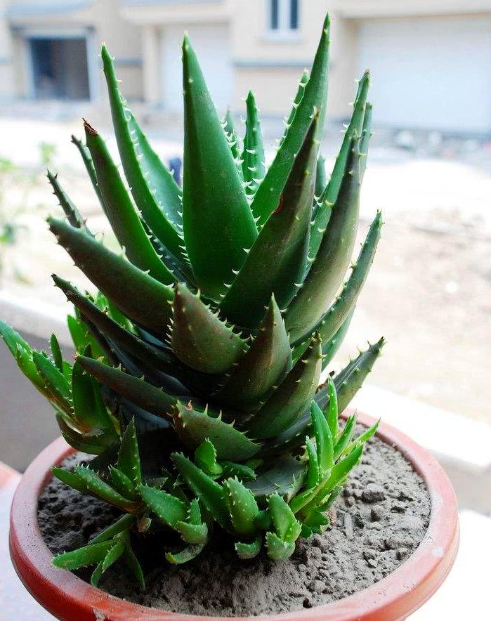 养芦荟还用追肥吗,芦荟怎样养殖才能爆盆