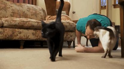 猫和主子玩装死游戏,在猫面前装死猫的反应