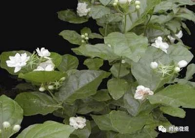 日本国花是什么花啊,全世界各国的国花是什么花