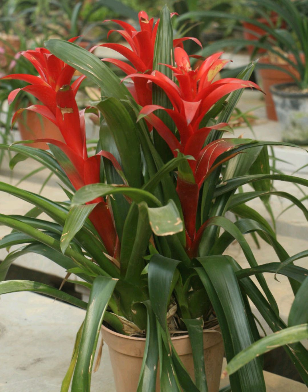 22种花耐旱耐热,天冷种花要注意什么