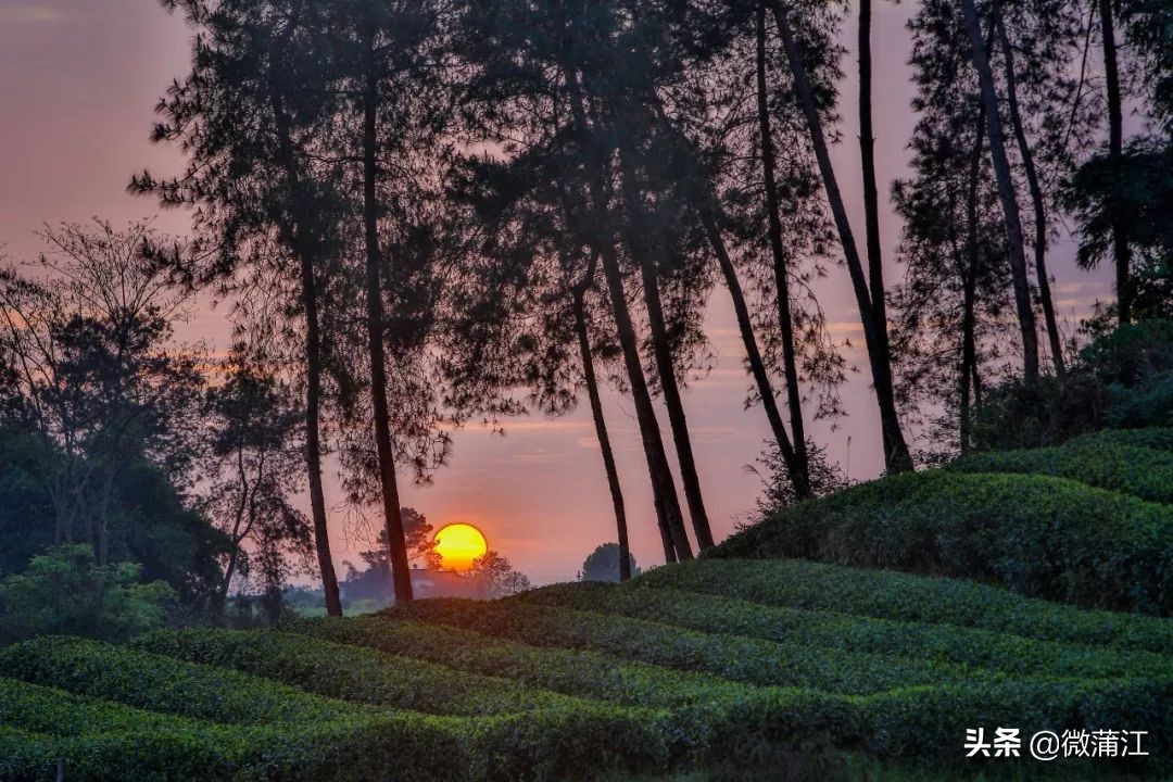 探访深山竹林倍感神清气爽,蒲江遥望雪山感受诗意栖居