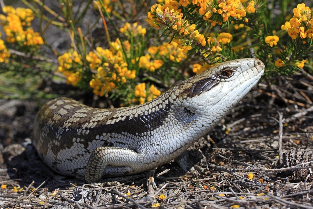 俗称臭大姐的虫子是益虫还是害虫,狗婆蛇是保护动物吗