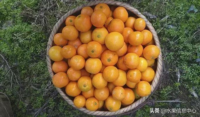 中国水果大全,中国水果大全图片和名字