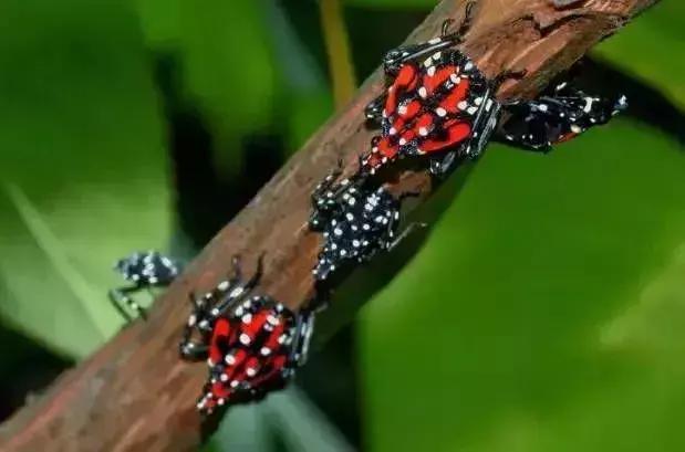 夏黑葡萄各个时间防哪些虫害,葡萄14种常见虫卵图解