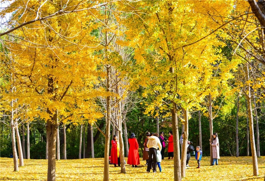 夏日好去处济南森林公园,济南森林公园雪景