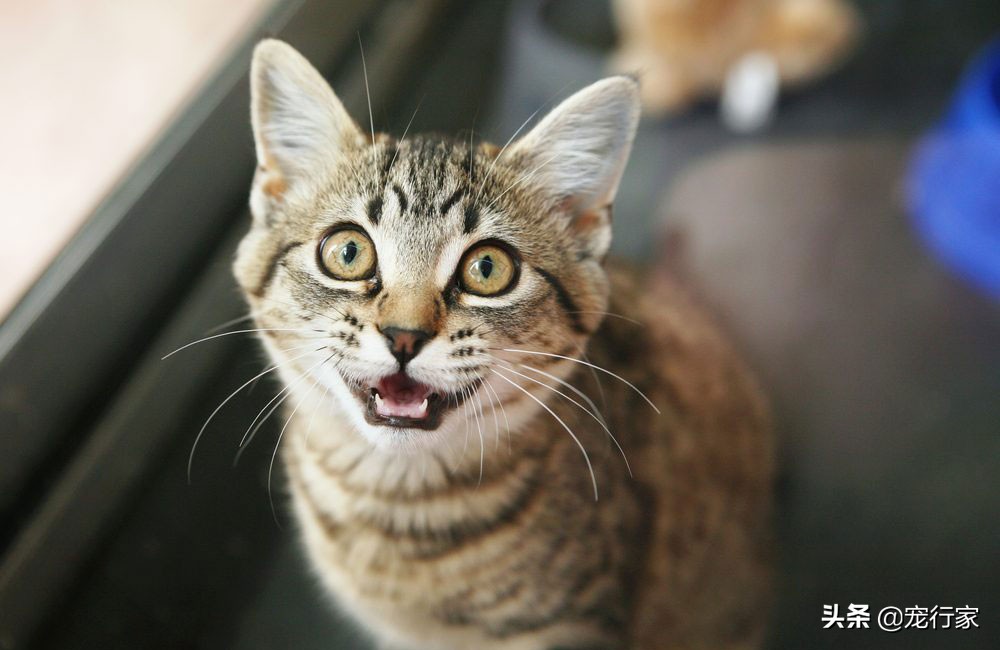 猫咪能反映出它的健康状况吗,猫咪有这些行为其实代表猫咪难过